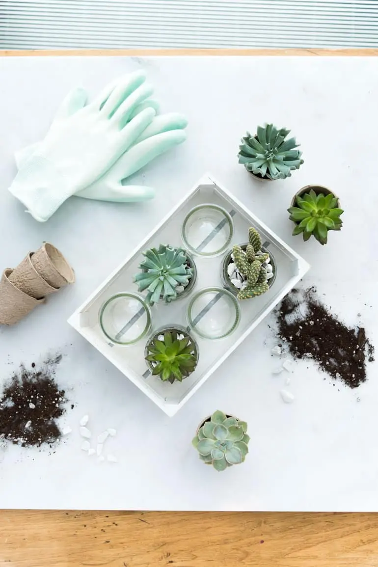 Gardening gloves, succulents, and empty Oui by Yoplait yogurt jars.