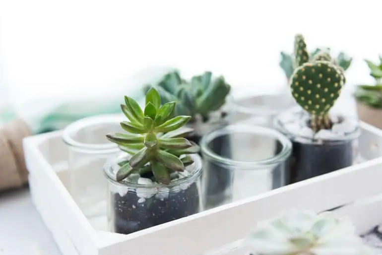 Glass Oui by Yoplait yogurt jars filled with soil and succulents.