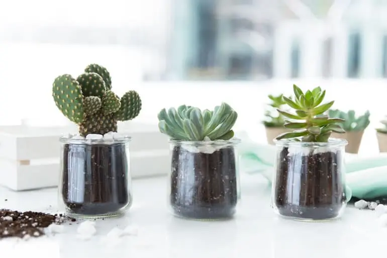 Three Oui by Yoplait yogurt jars sitting in a row each filled with a different cactus.