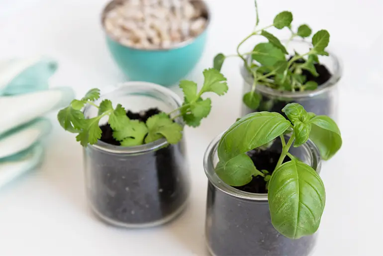 A triplet of Oui by Yoplait yogurt jars each with a different herb in them, one has basil, one waterleaf and the other coriander.