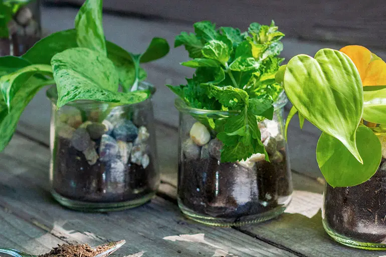 Three Oui by Yoplait yogurt jars on a wood surface filled with soil, pebbles, and green plants.